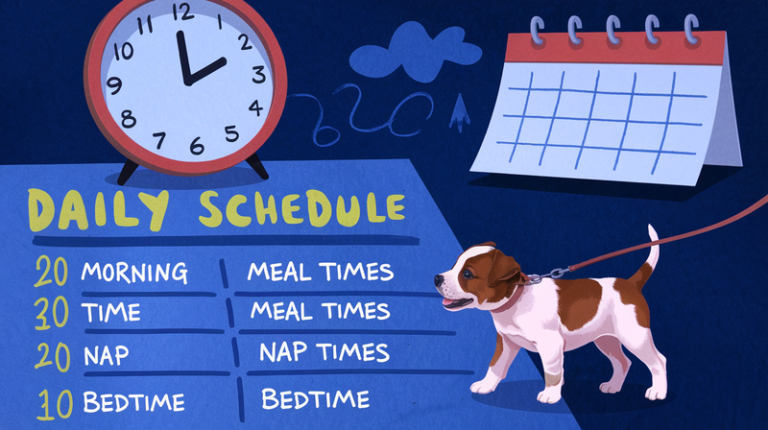 Illustrated daily puppy training schedule with a clock, a puppy, and designated potty times.