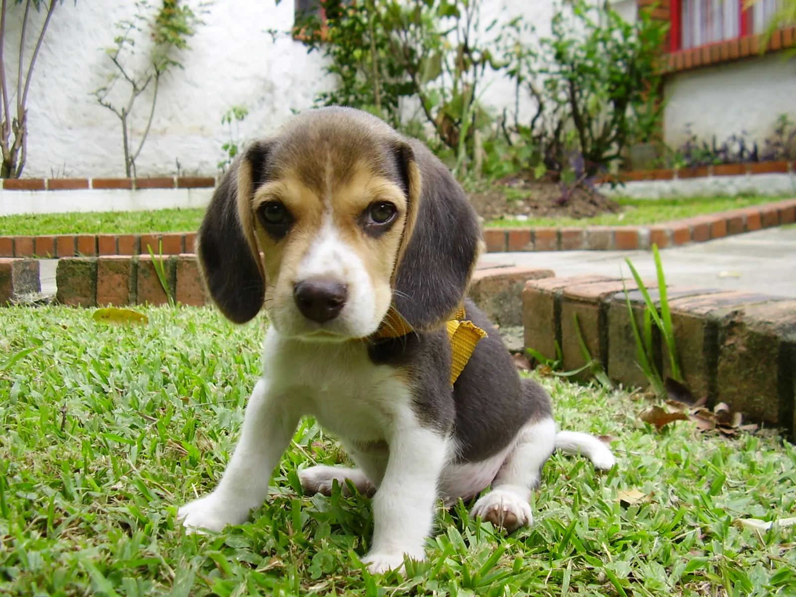 Tricolor beagle puppy sitting on a lawn