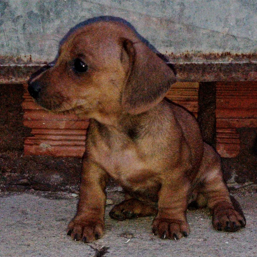 Brown dachshund puppy standing by a brick wall