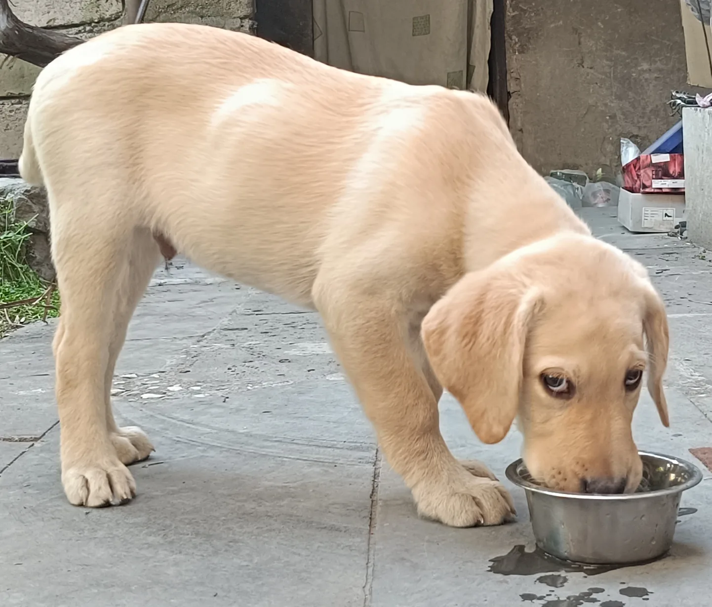 Yellow labrador puppy eating from a metal food bowl