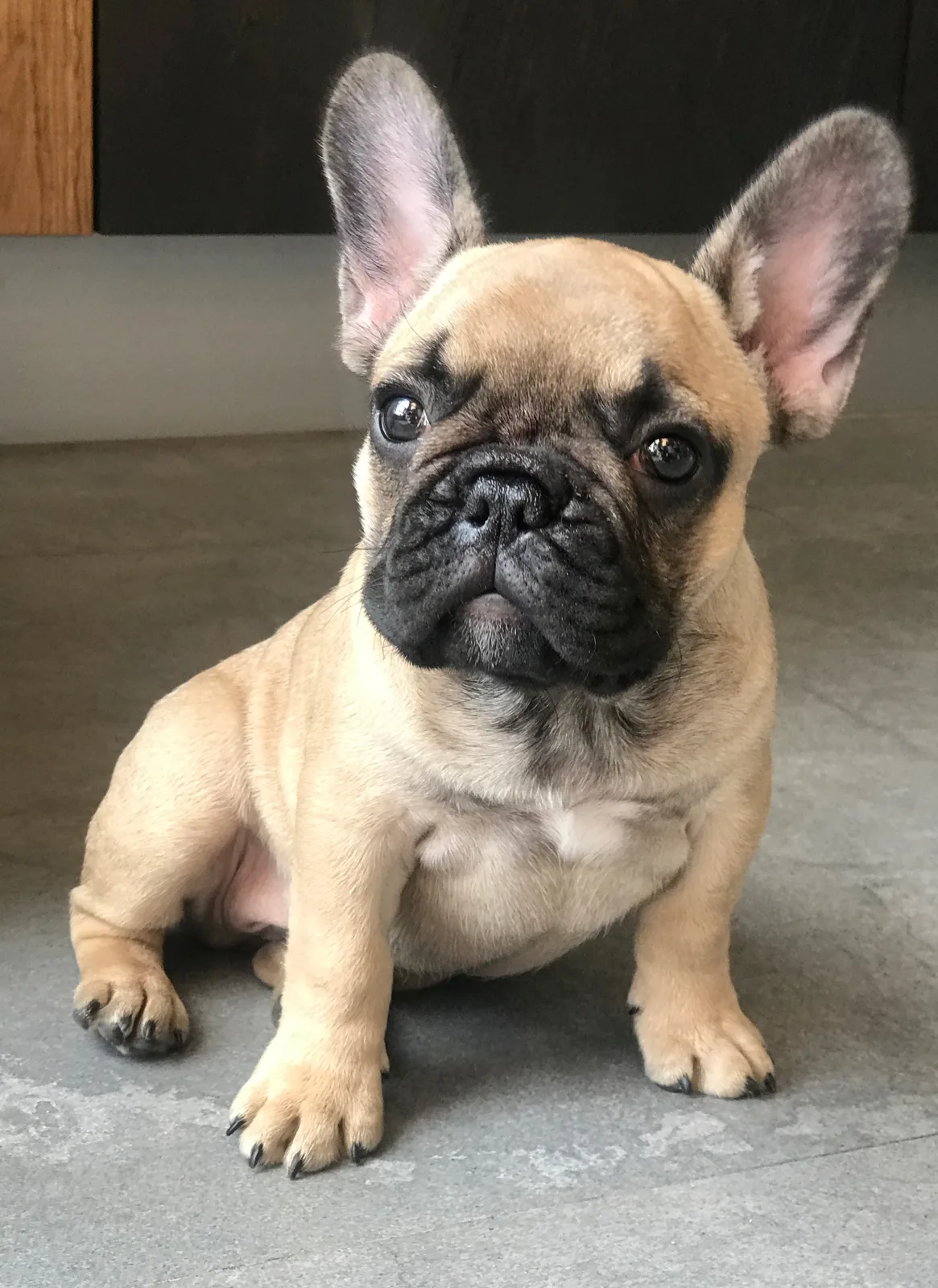 Fawn French bulldog puppy sitting and facing the camera