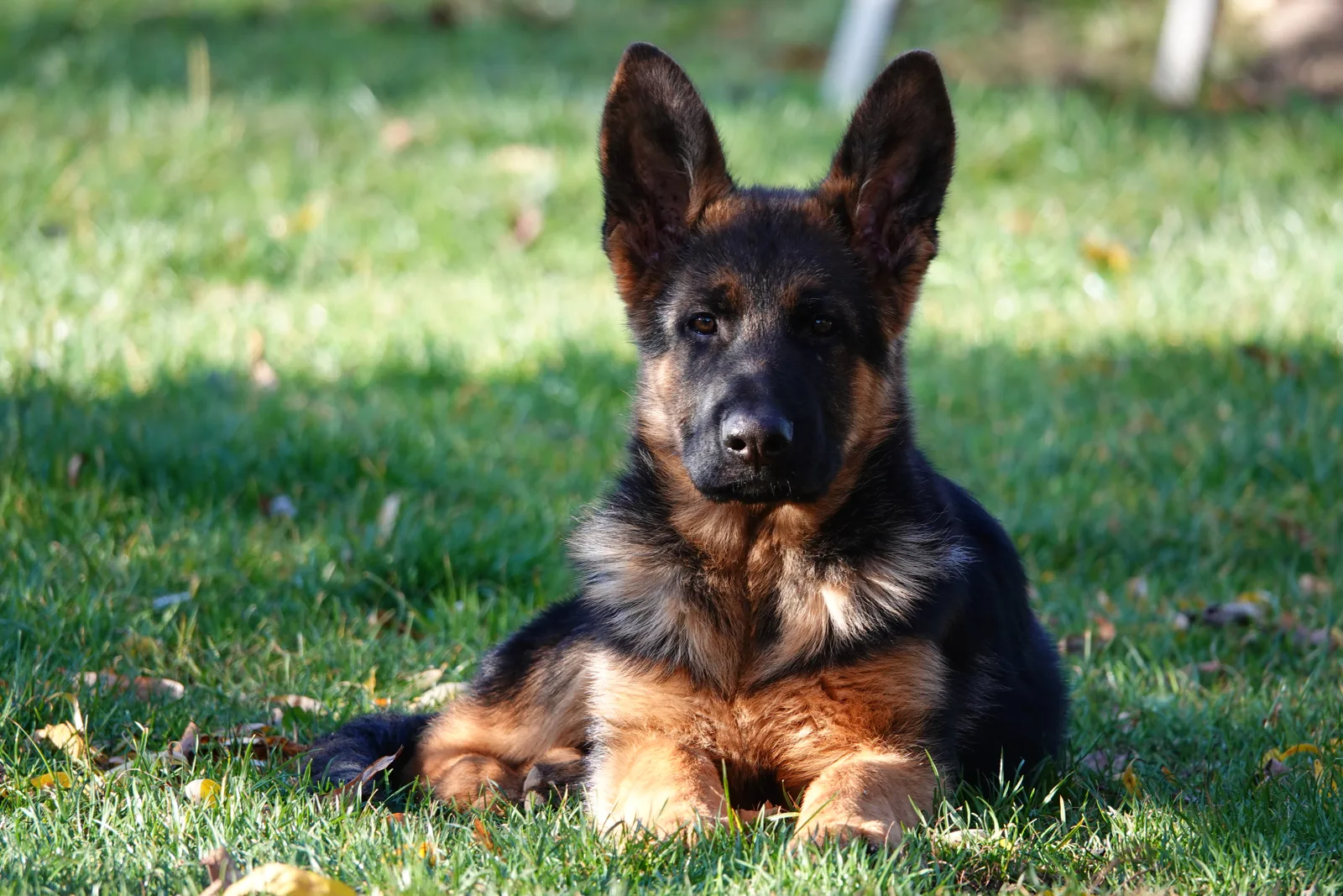 Four-month-old German shepherd puppy lying on grass