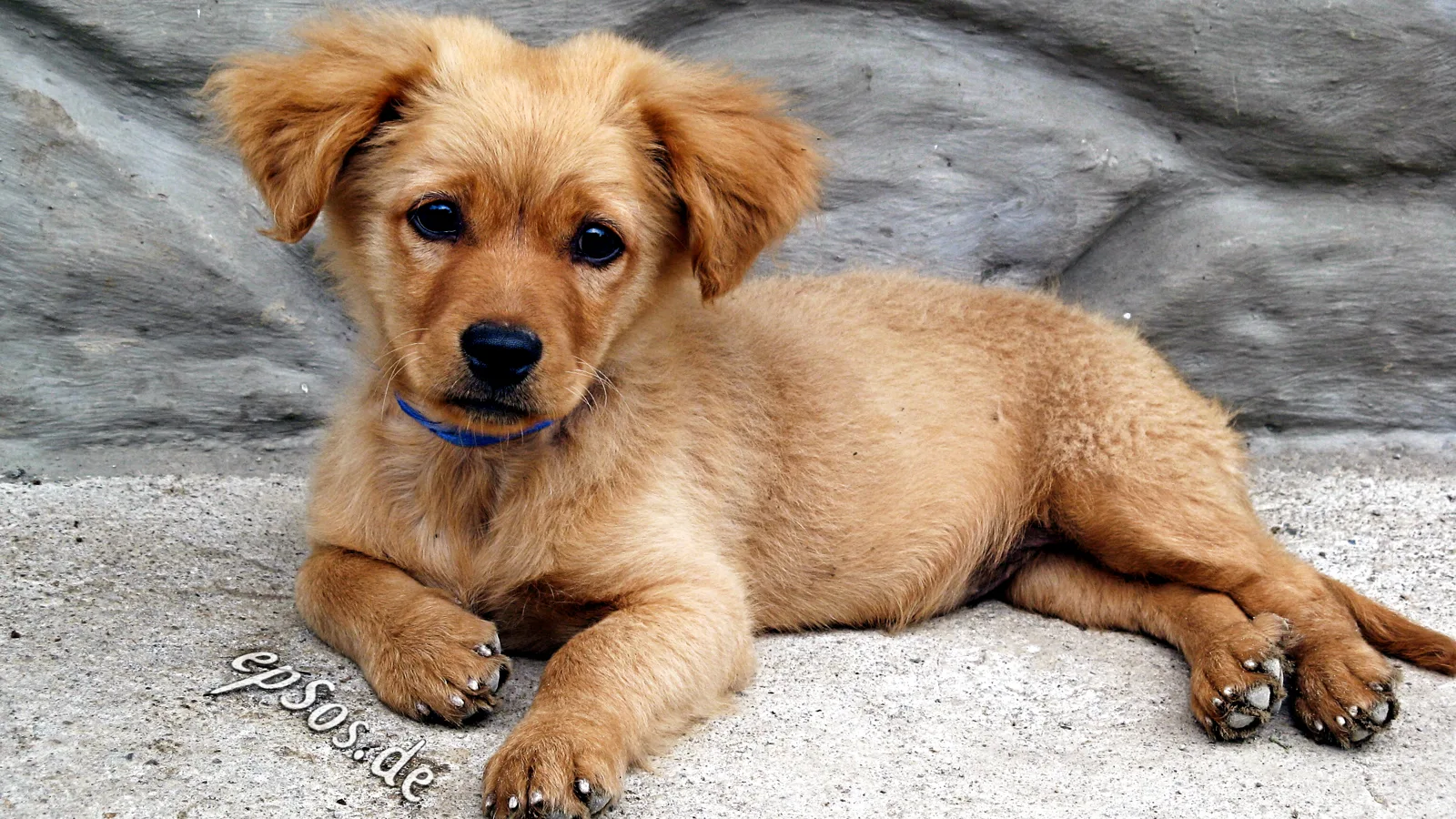 Golden retriever puppy lying on a rock
