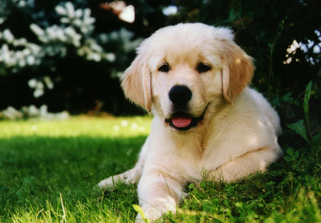 Golden retriever puppy at 10 weeks sitting in the grass