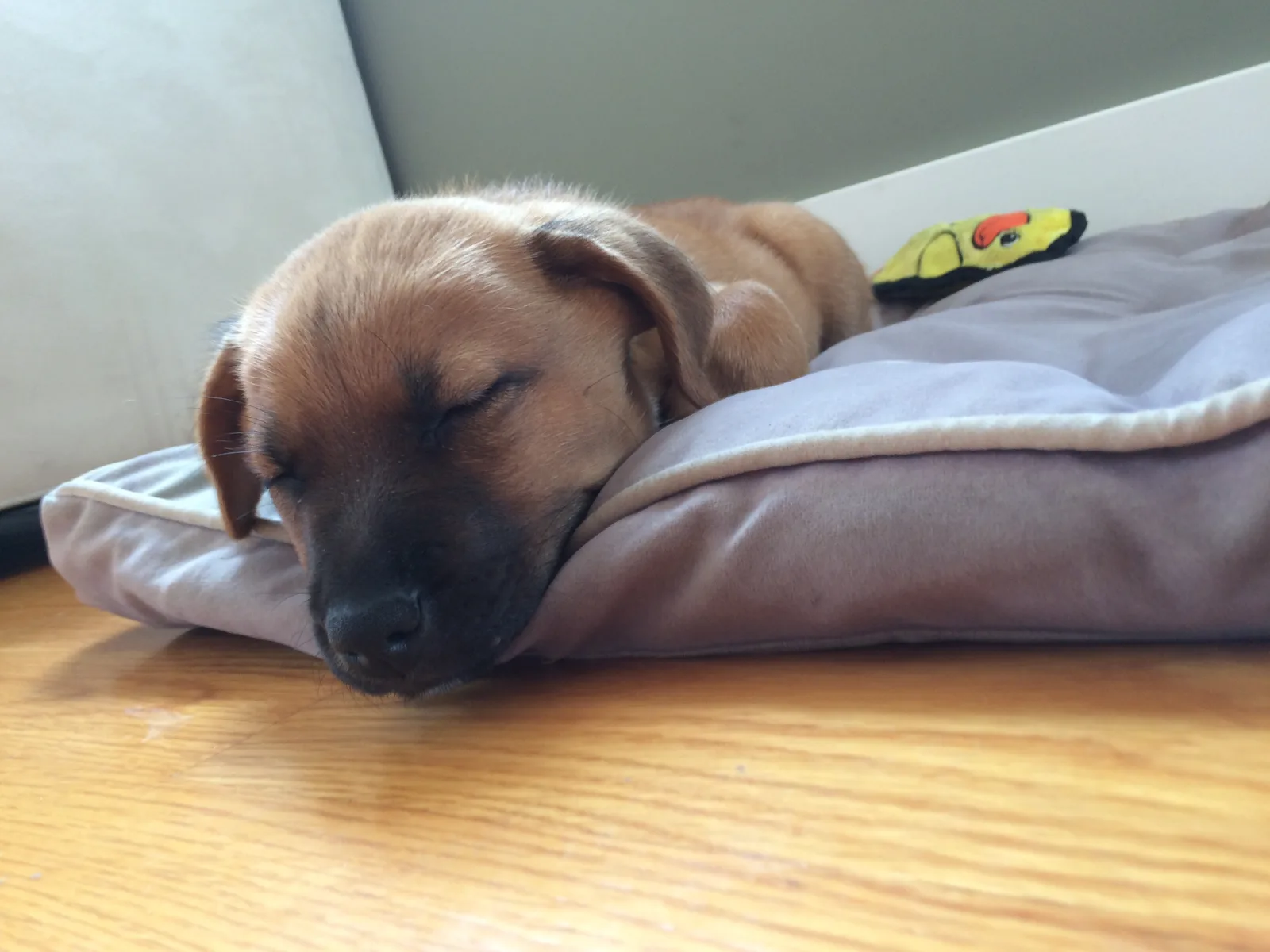 Brown puppy asleep on a soft dog bed