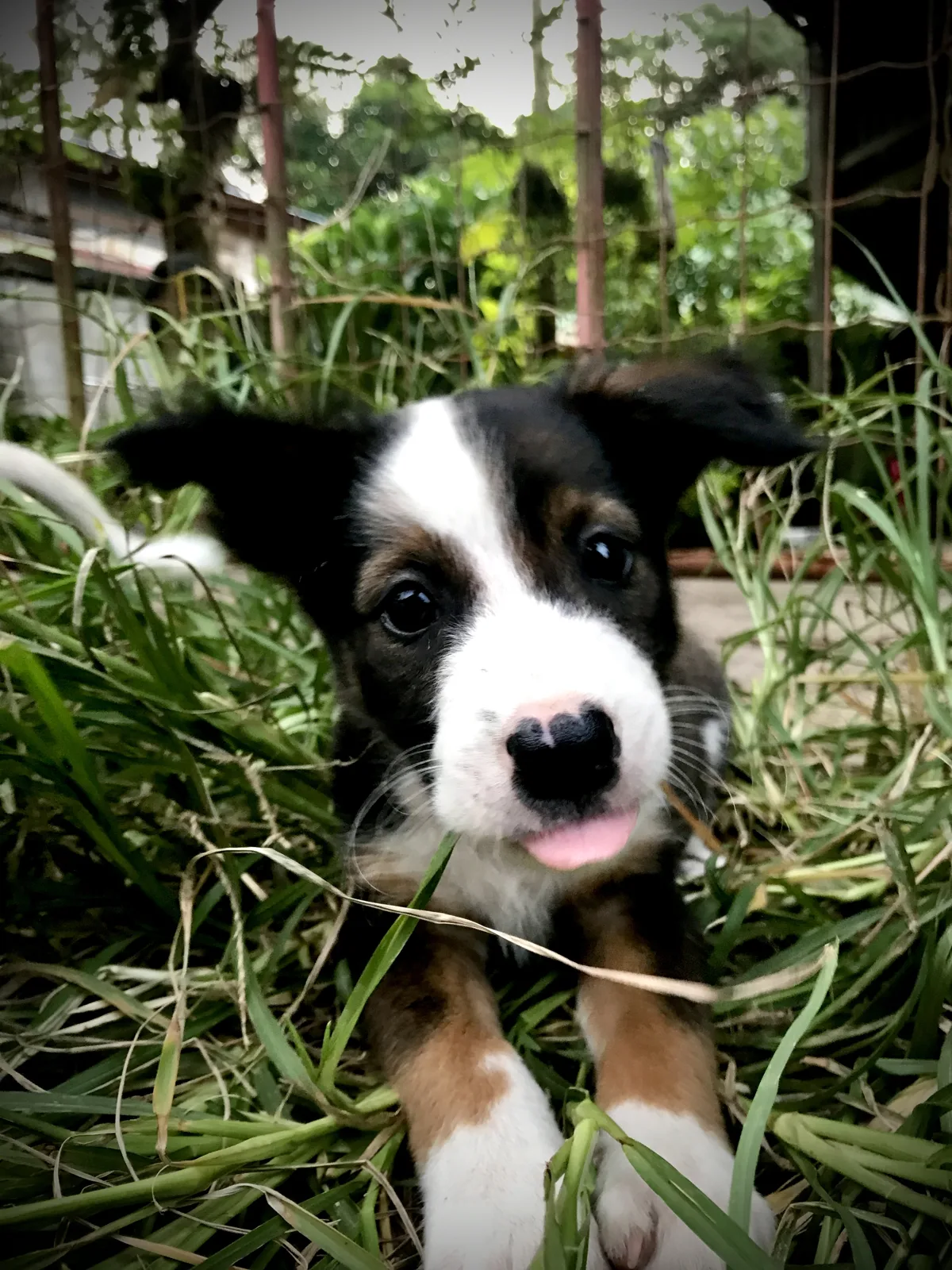 Black and white puppy lying in morning grass, looking at the camera