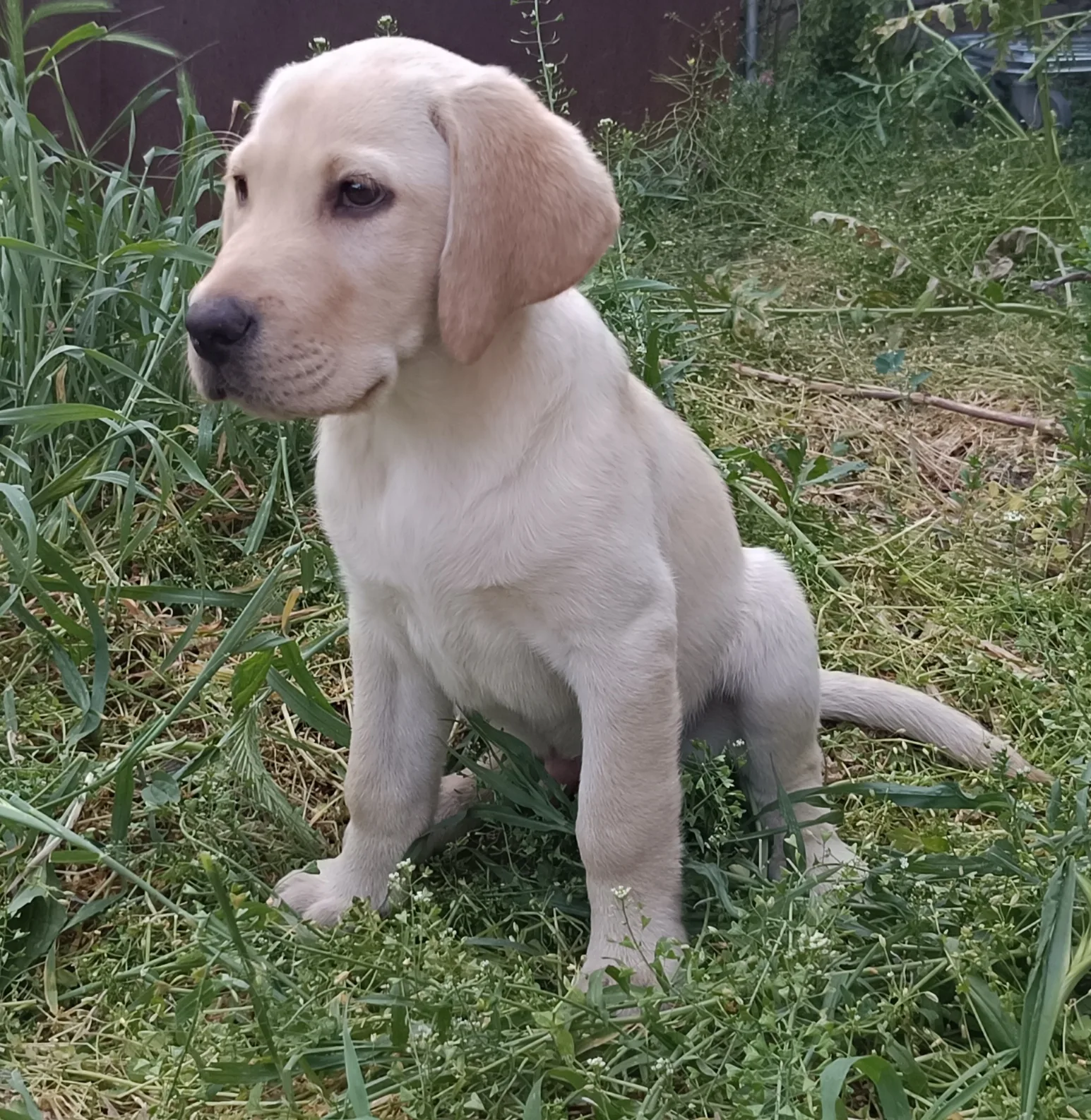 Yellow labrador retriever puppy sitting on grass