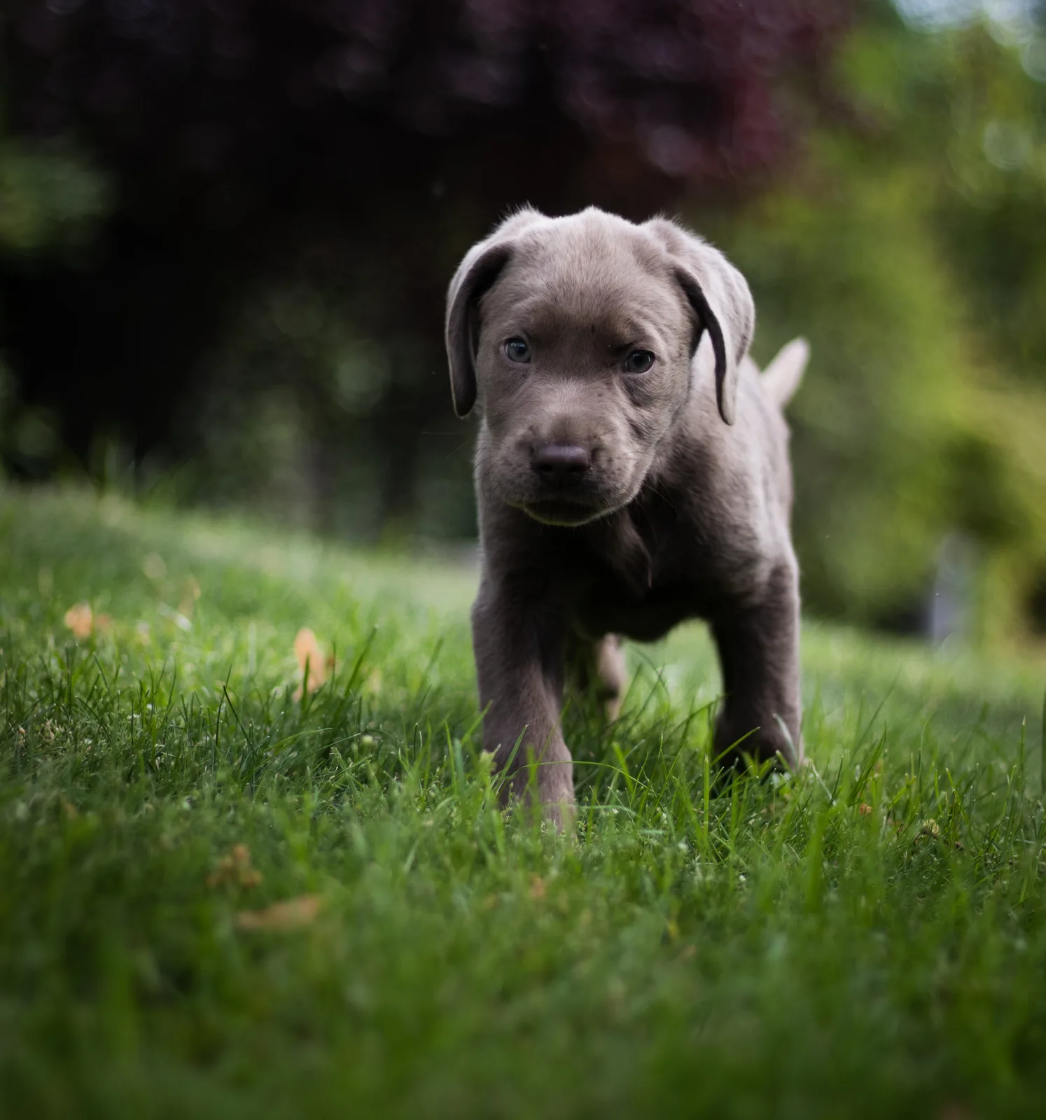 Grey labrador puppy running across a lawn